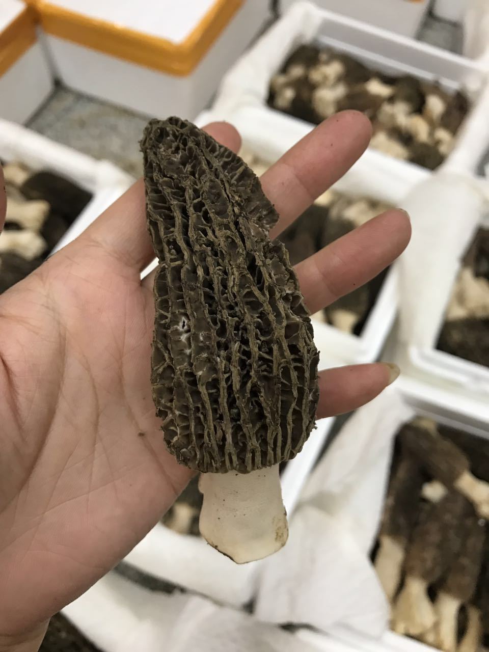 【新鲜野生羊肚菌】产地大货直批食用菌养生食材一件代发淘宝货源