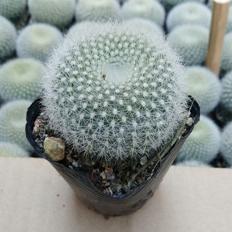 多肉植物批发 白雪光仙人球 约3-4cm带盆土 花卉盆栽绿植园艺苗木