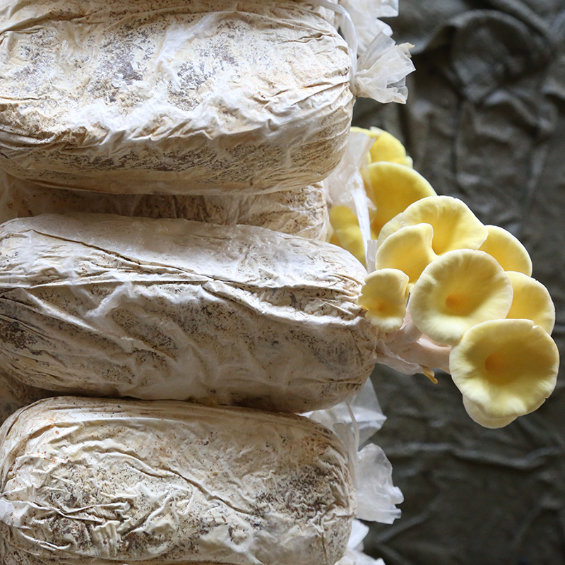 厂家大量 加工培育榆黄菇菌包 榆黄菇菌包菌棒蘑菇菌包