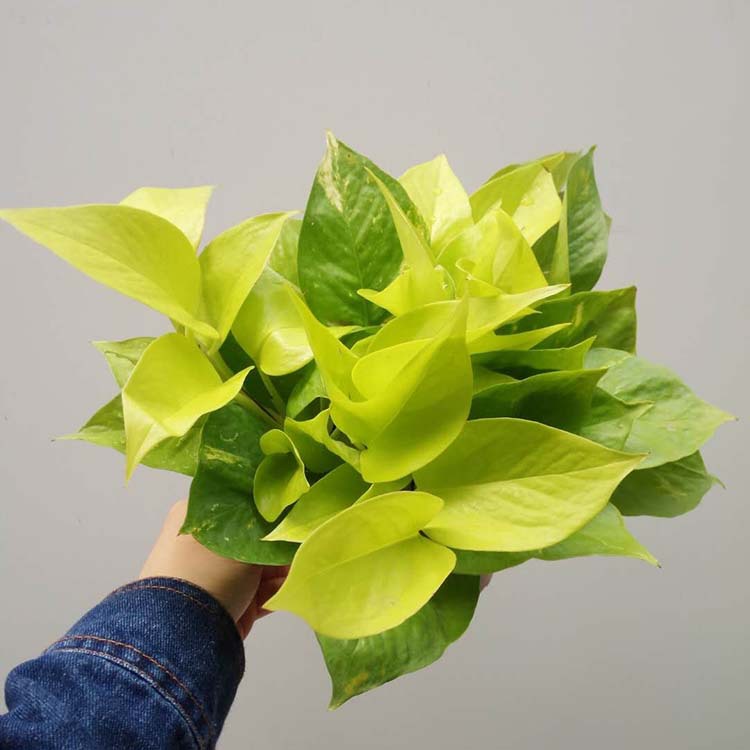 【基地直供】批发黄金葛(110) 观叶植物小盆栽工程绿化墙大量