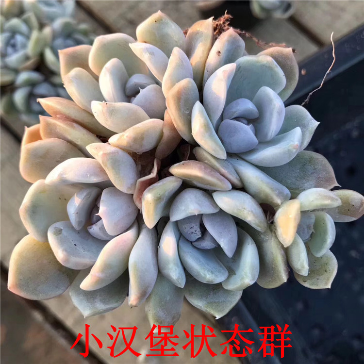 大棚精品多肉植物批发 小汉堡状态群5-7cm 4-6头群生品相一流特价