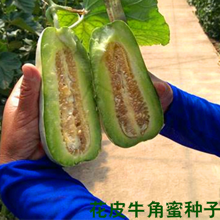 早熟花皮牛角酥脆香甜瓜种籽酥蜜龙甜瓜种子特大水果种孑子超甜
