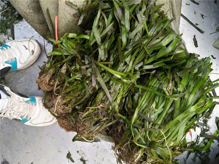 基地批发大苦草 矮型苦草 耐寒 常绿苦草 密刺苦草净化水质