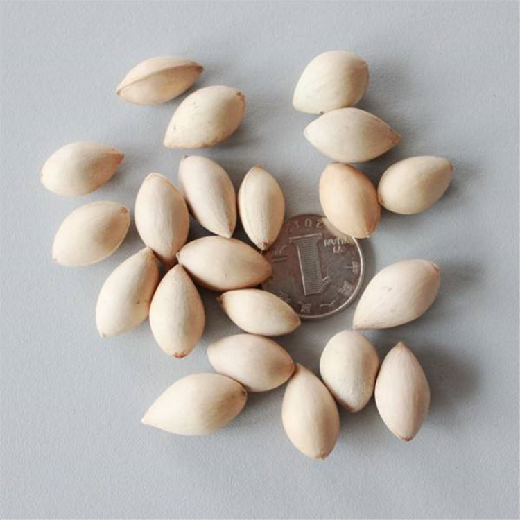 新采一级银杏种子 原生银杏树种子 百年老树 白果种子 公孙树种子