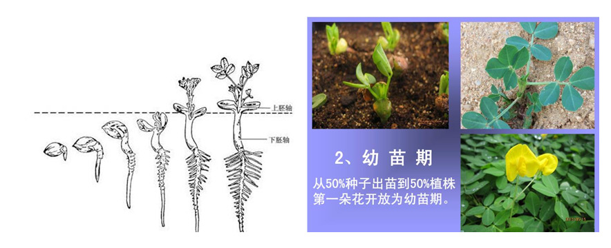 花生新选择——植物生长调节剂