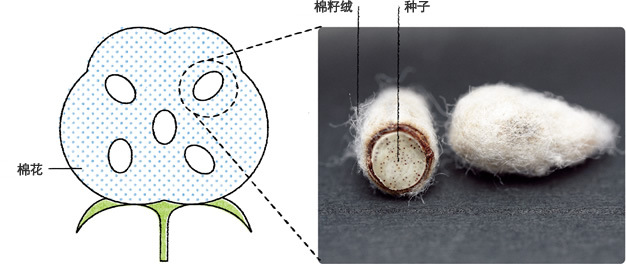 日本宾霸yk5888铜氨丝天然环保防静电透气排汗宾霸平纹里布