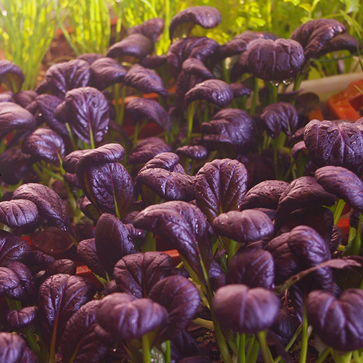 紫冠紫色小油菜种子阳台盆栽庭院大田小青菜子春夏秋四季播蔬菜孑