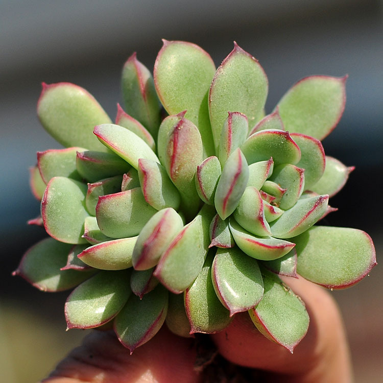 莫兰,拉丁学名为sedum goldmanii,为景天科景天属多肉植物,常见于