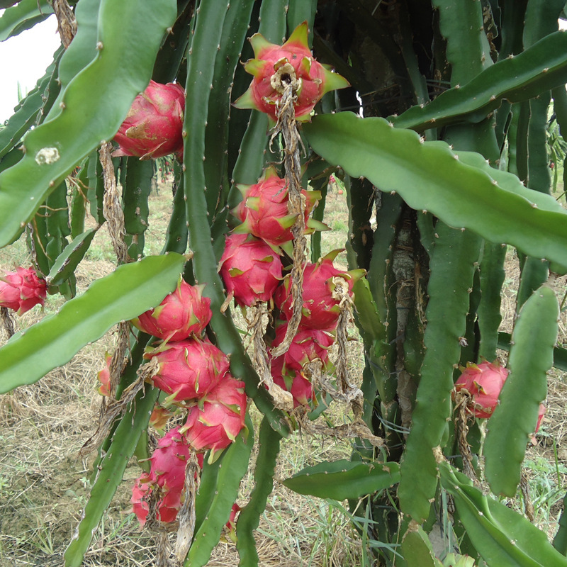 火龙果树基地出售红心红肉紫肉根系发达火龙果树当年结果