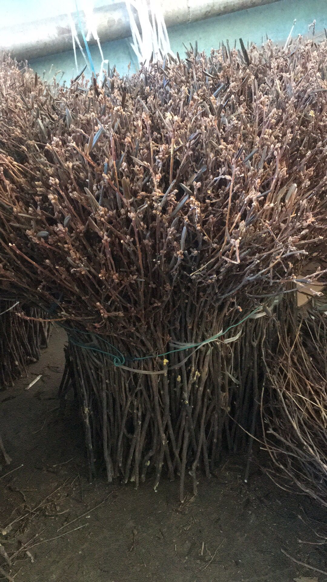 兴安杜鹃干枝映山红干枝杜鹃花干柴烈火花枯木逢春遇水开花包邮