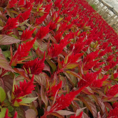 时令草花 节日花卉 草花 花卉租摆 青州花卉 一支笔 火炬花