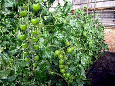 【绿珍珠番茄种子】正圆形 微型小番茄种子 绿宝石型 200粒