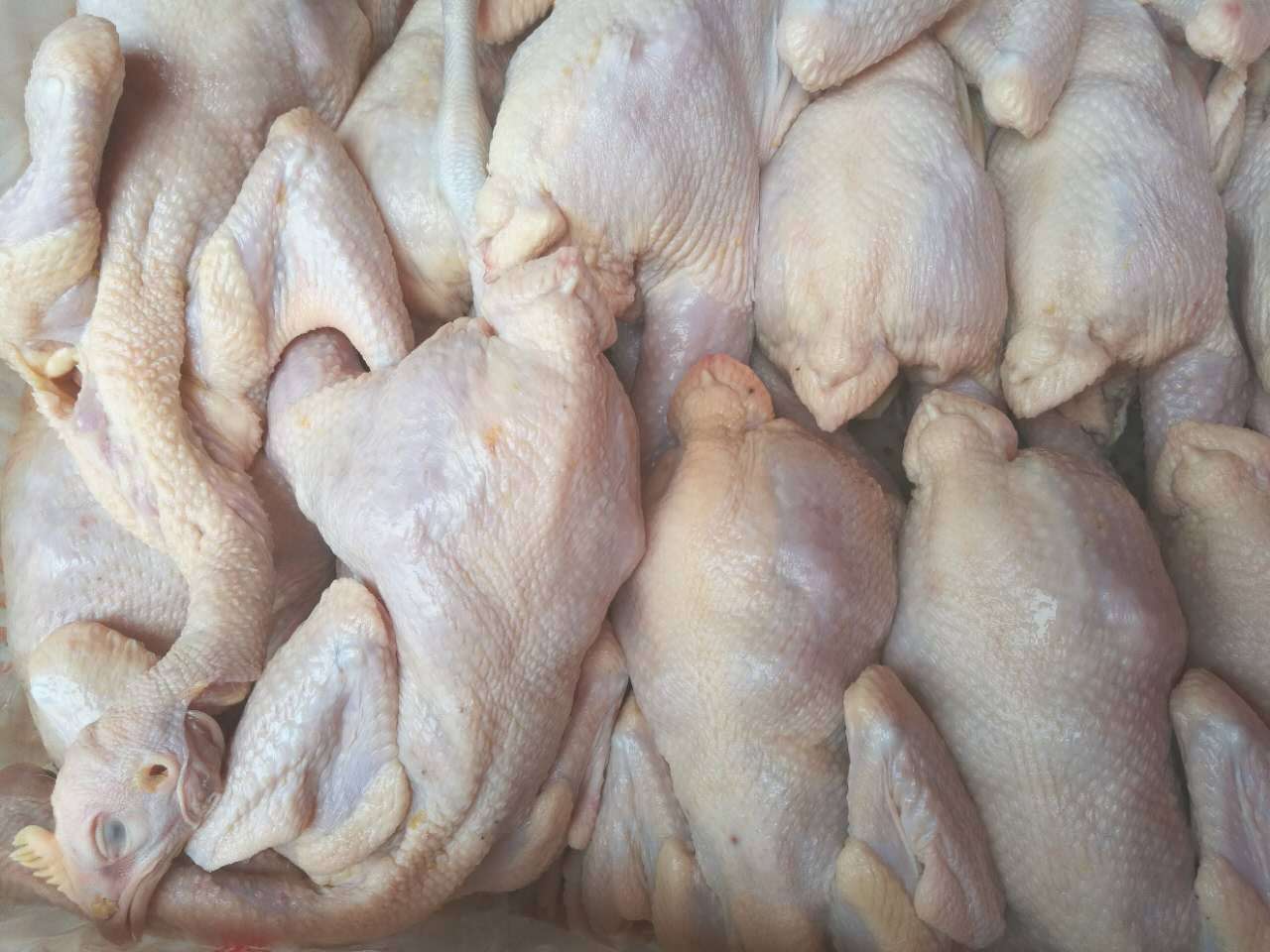 佛山三黄鸡批发厂家直销新鲜肉鸡零售现货生鲜鸡现杀现卖