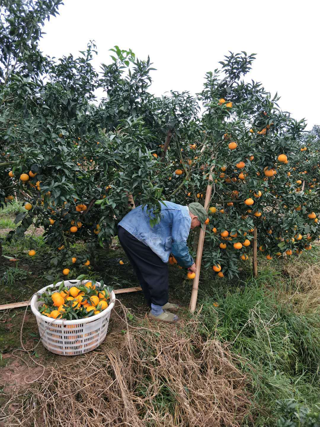 【果冻橙】爱媛38号,新鲜采摘,皮薄多汁,无核,不上火,营养高