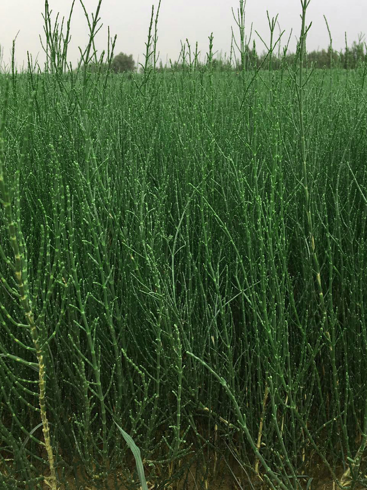 梭梭树苗 沙漠绿化肉苁蓉种植用梭梭 农户自产自销