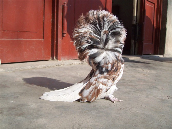 山东红色 大毛领鸽,黄色特大毛领鸽,白色特大毛领鸽