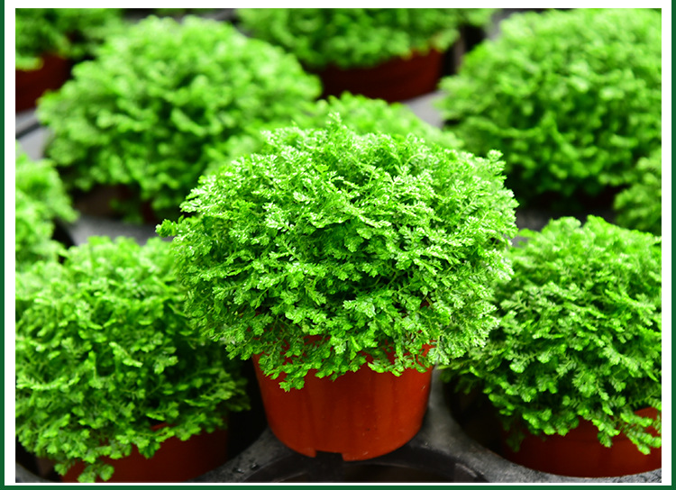 【基地直销】微景观绿植花卉蕨类植物绿地球盆栽(80)