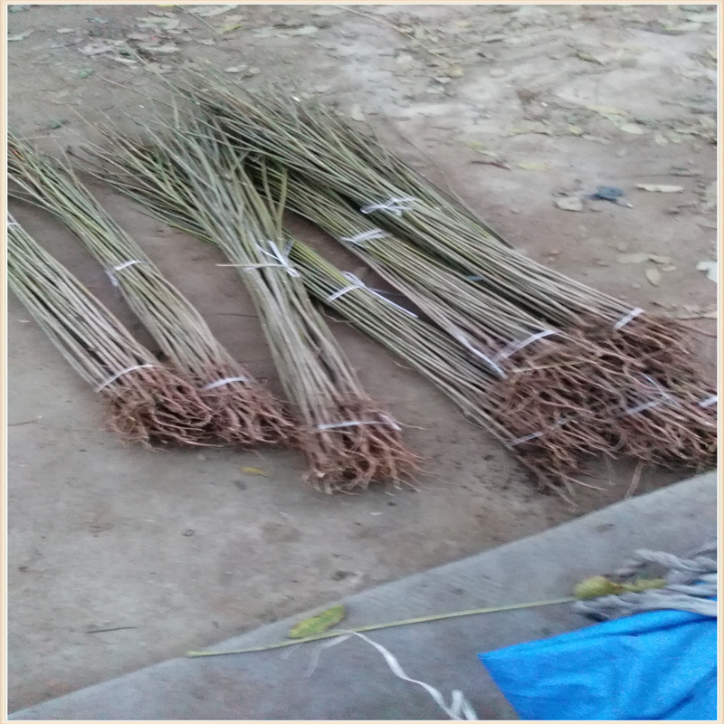 香椿苗假植7天移栽暖棚步骤