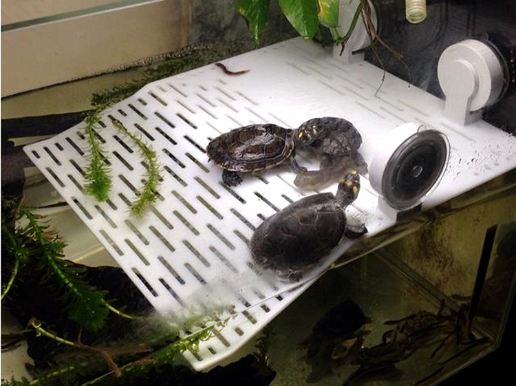 乌龟爬坡吸盘晒台爬台晒背台水龟缸浮岛浮台巴西水龟龟台小中大号