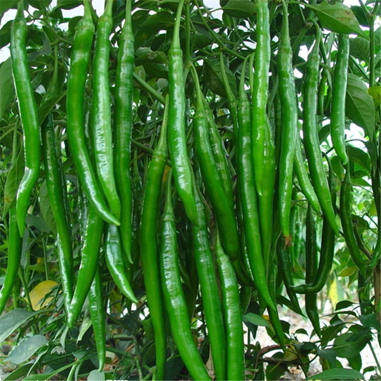 长香辣线椒种子春秋季四季高产早熟种籽阳台盆栽辣椒种蔬菜种孑