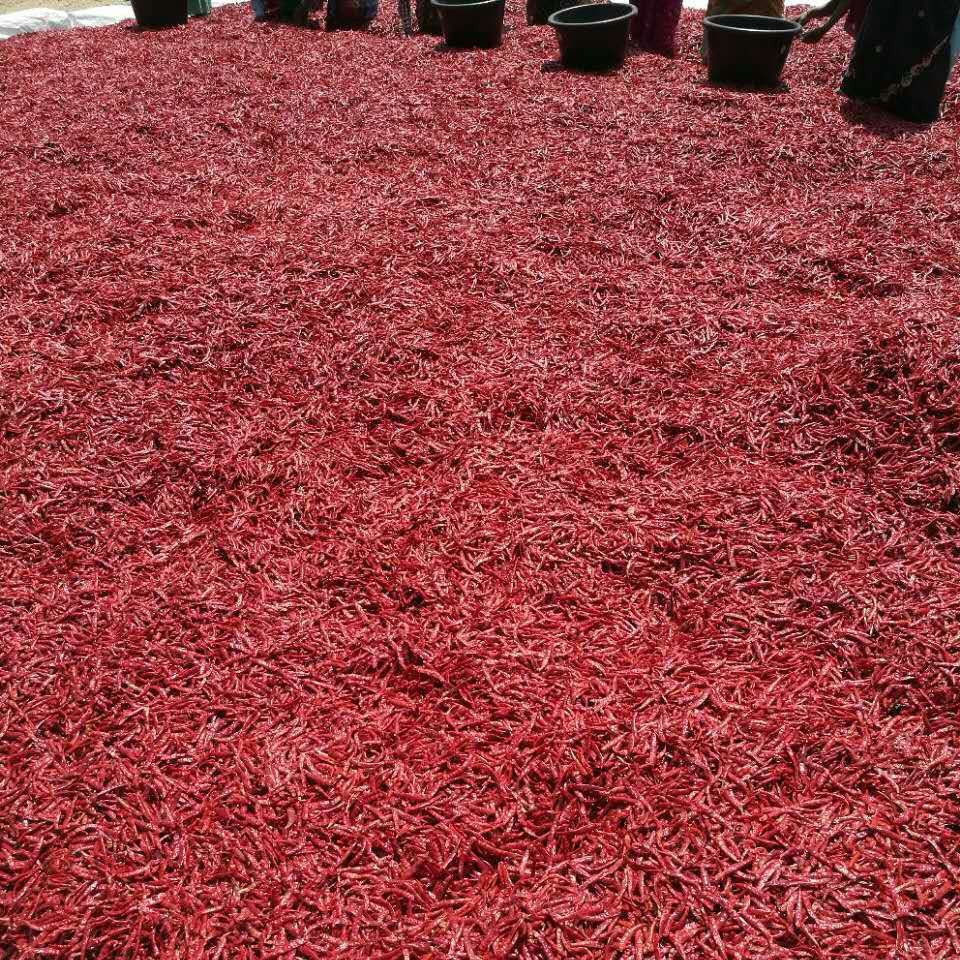 2019印度辣椒 印度椒干红辣椒 s17剪把辣椒火锅干锅专供大量供应