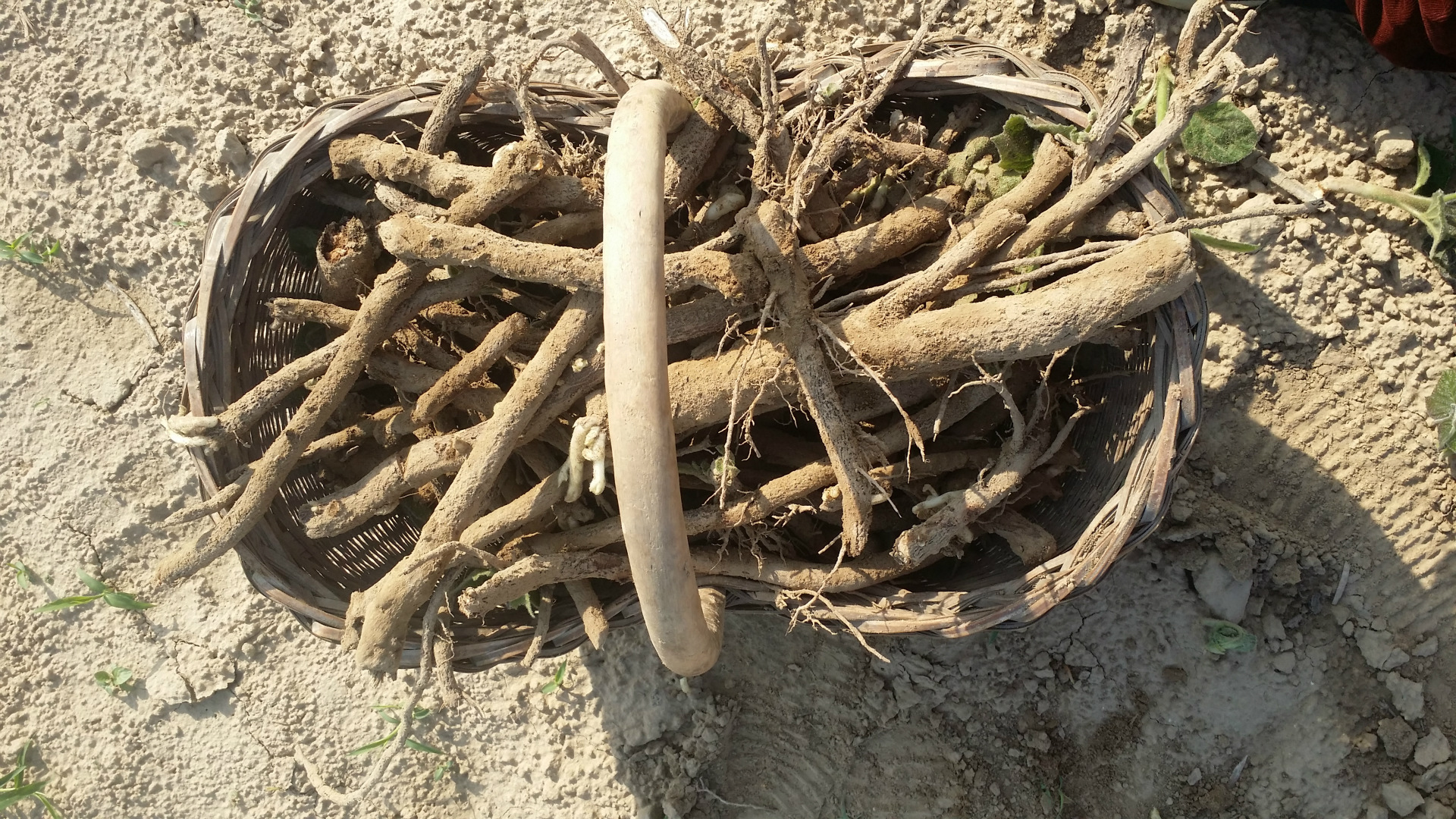 泡桐根/种子 泡桐根苗 大量出售 四倍体泡桐基地直销 一手货源