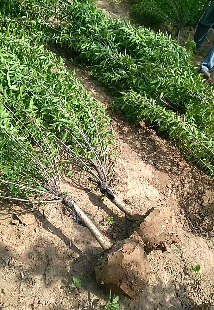 供应珍珠梅绿化小树苗 道路小区别墅景观园林施工