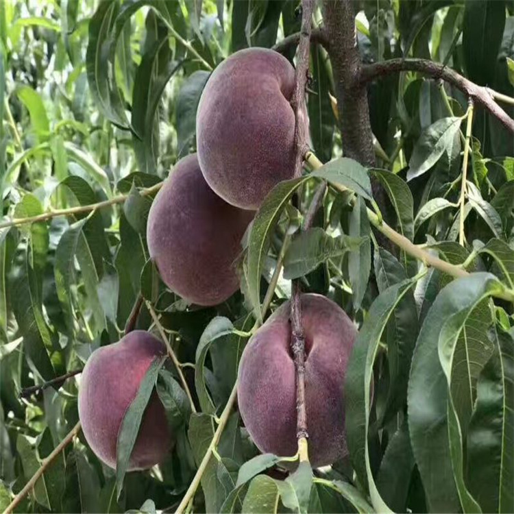 桃树新品种黑桃皇后桃树苗黑皮黑肉的桃树苗价格九月份成熟