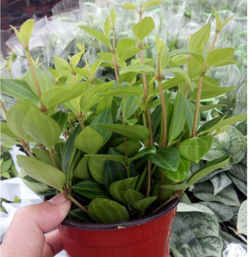 钻石翡翠盆栽桌面花卉绿叶植物室内爬藤绿植藤蔓吊兰盆栽