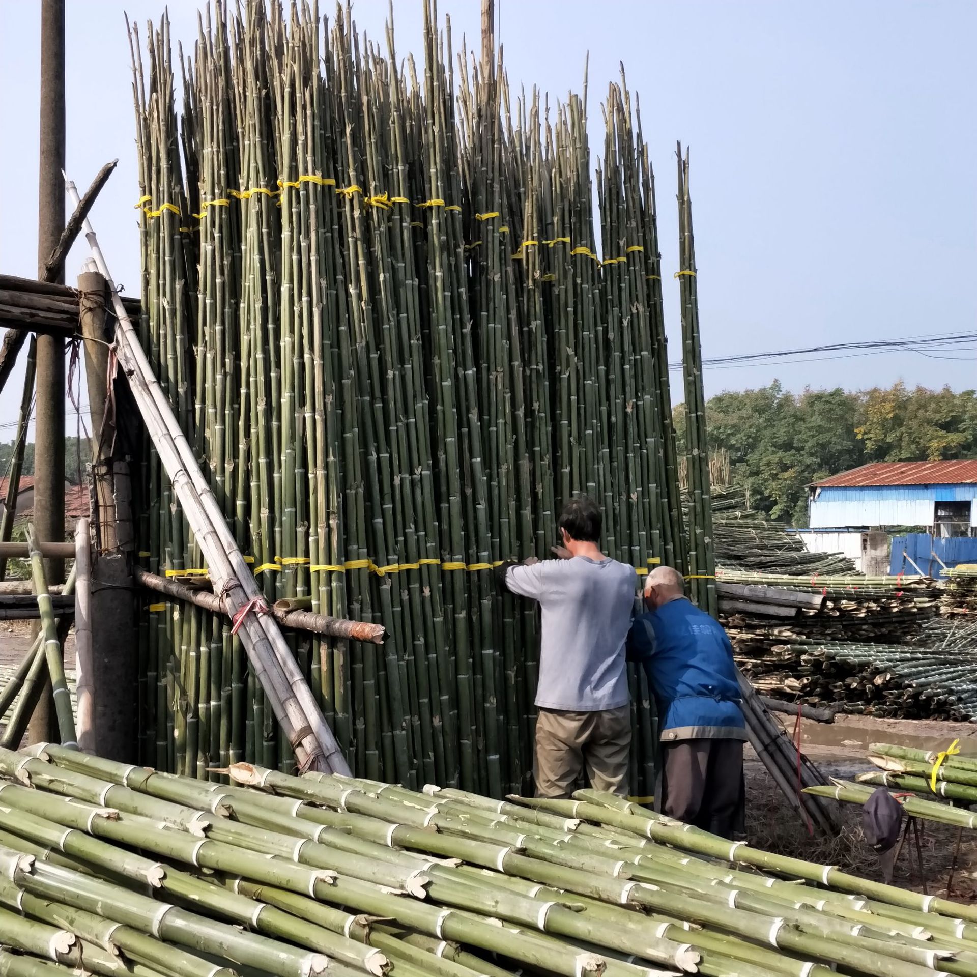 批发菜架杆毛竹稍楠竹尾树木支撑杆淡竹等质量好价格便宜规格齐全