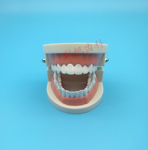 牙科牙齿模型教学模型幼儿园儿童刷牙假牙模型口腔材料模型