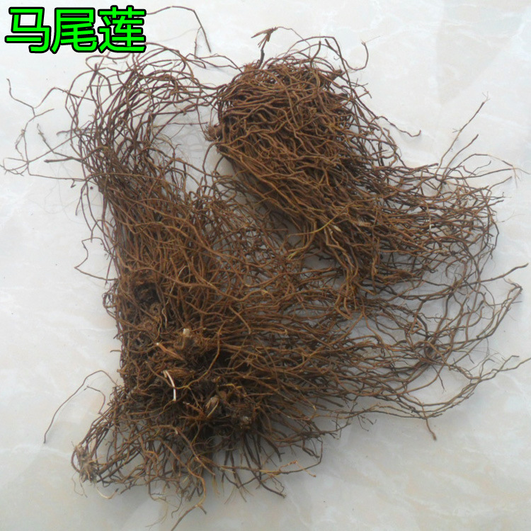 中药材 马尾连 马尾黄连 马尾莲 草黄连 金丝马尾莲 唐松草