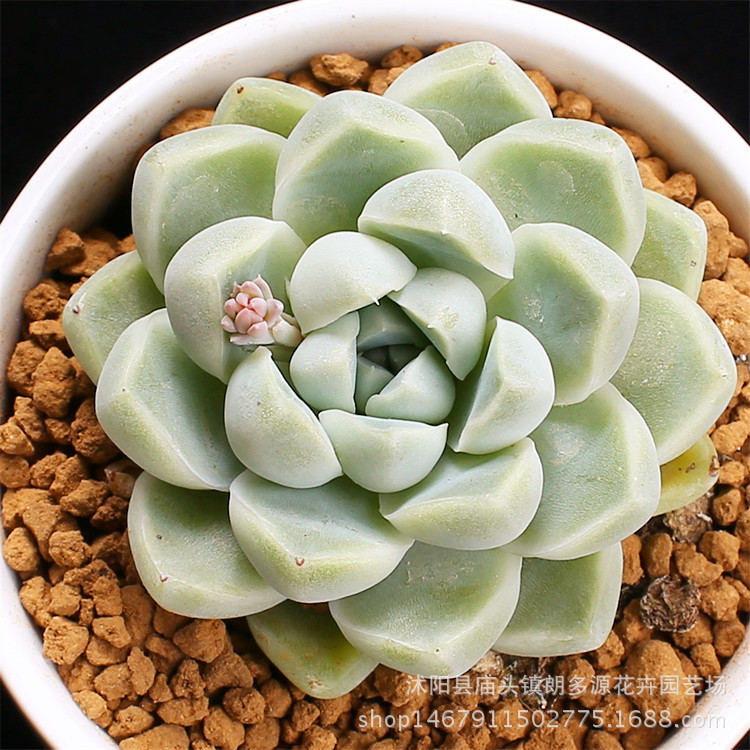 厚叶月影 多肉植物批发 绿植花卉 肉肉花苗 桌面小盆栽