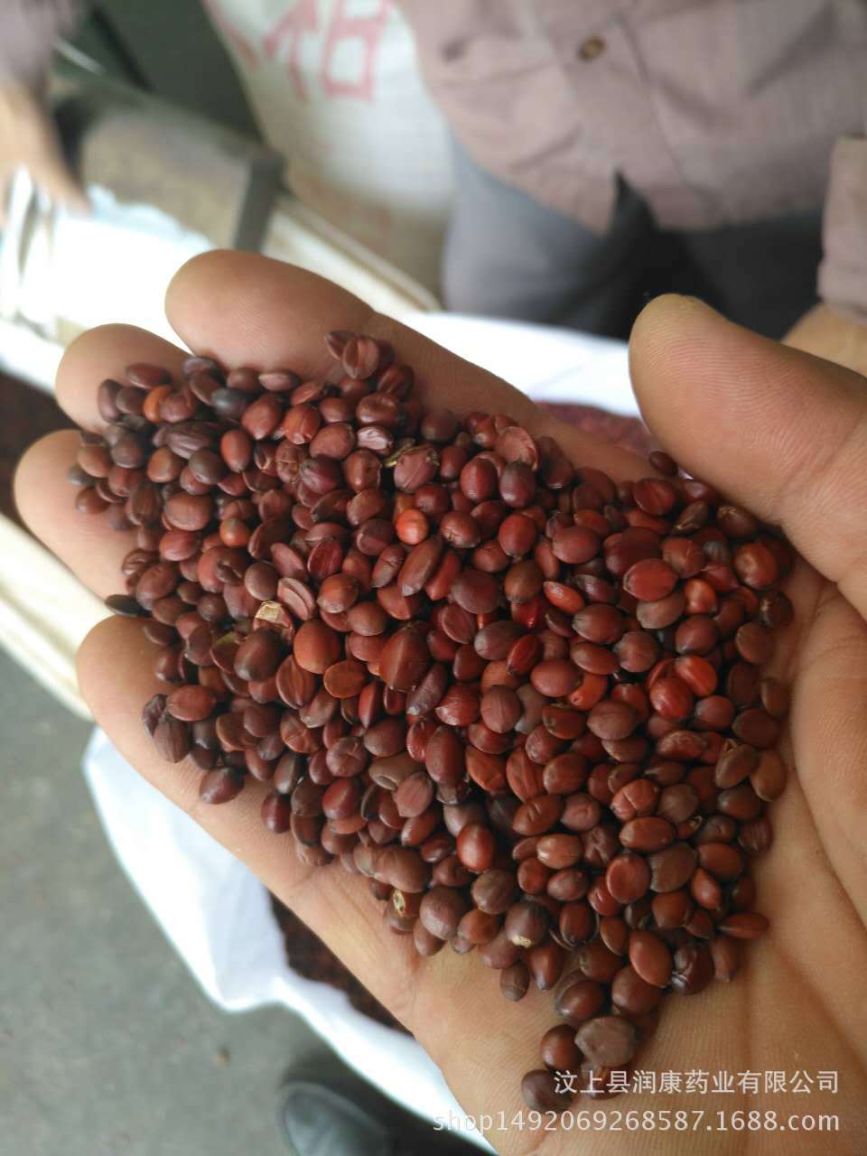 【酸枣仁】批发润康国产酸枣核新货酸枣核 山枣仁 量大从优