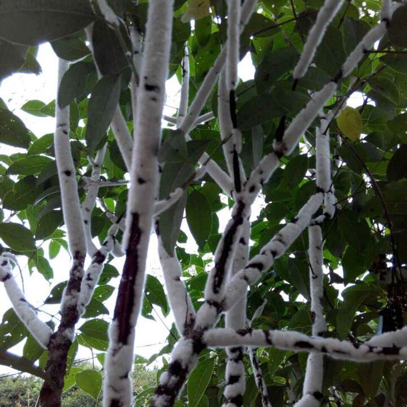 虫白蜡厂家直销 块状 白蜂蜡 红木家具 玉器抛光蜡