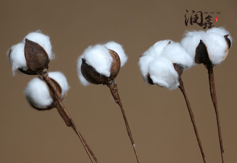 工厂热销单头棉花干花铁杆天然棉花枝棉花束永生花田园装饰批发