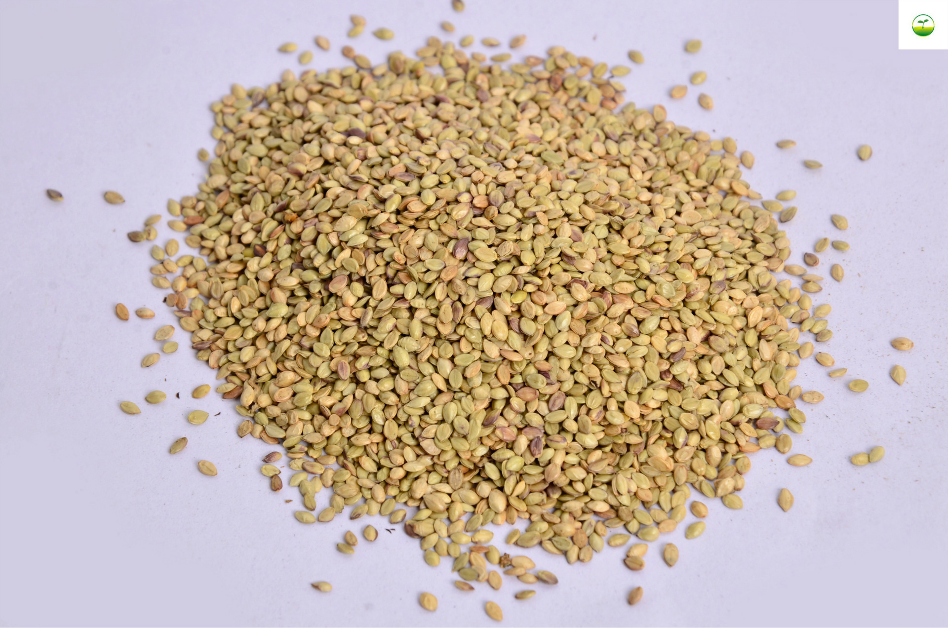 厂家直销护坡百喜草种籽护坡固土河堤跑道公路绿化品种齐全量大优