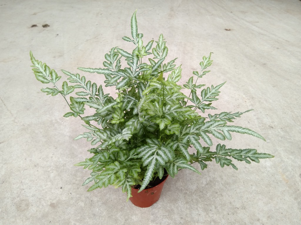 供应 微景观植物 小盆栽花卉 观赏植物 夏雪银线蕨110