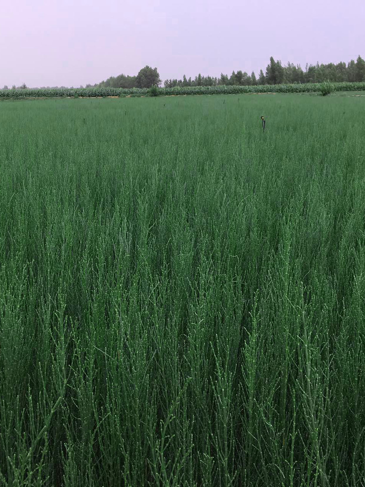 竭诚为您奉送优质的梭梭苗,让您的此次采购,变成轻松愉快的旅途,从此