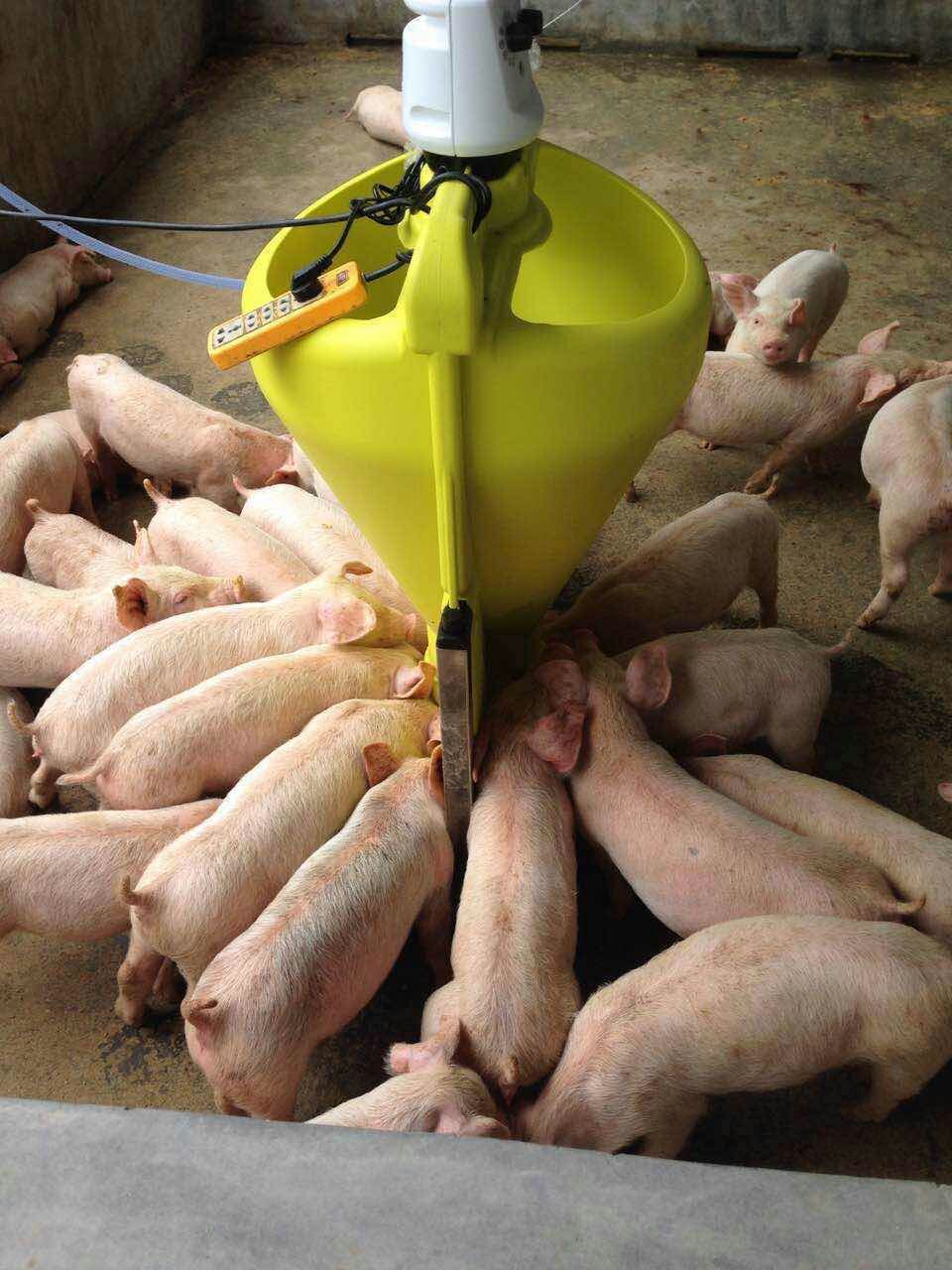 厂家直销 保育猪智能液态料饲喂器 水料机 粥料器