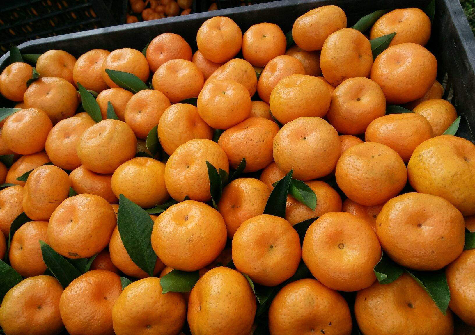 供应正宗南丰蜜桔 江西特产现摘新鲜水果橘子