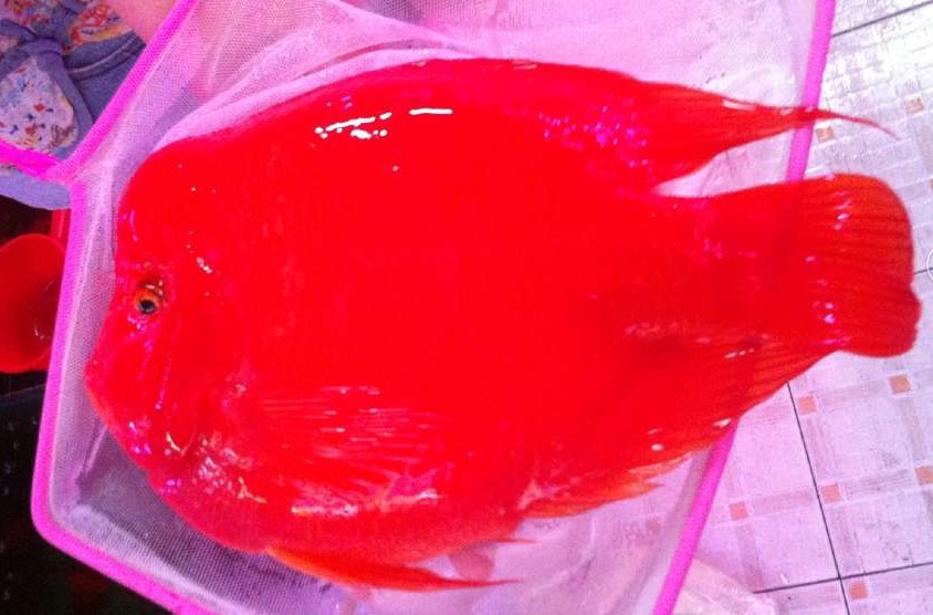 金刚鹦鹉 金刚 鹦鹉 财神鱼 招财鱼 开口笑 观赏鱼