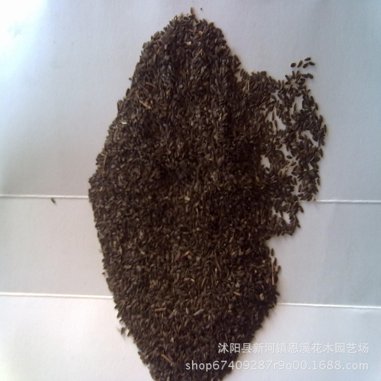 批发蔬菜种子 莴苣四季莴笋莴苣种子 蔬菜种子量大批发