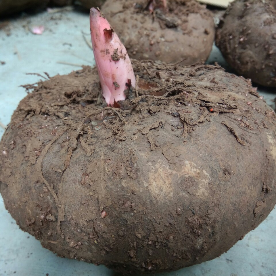 大量批发优质新鲜花魔芋现挖大魔芋生魔芋火锅魔芋粉食材原料包邮