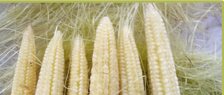 顺丰包邮9斤装小玉米笋 甜玉米笋 农家种植现摘现发水果新鲜迷你