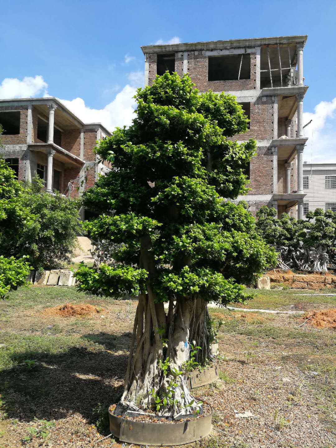 福建榕树桩头盆景 基地批发 小叶榕树 造型树桩