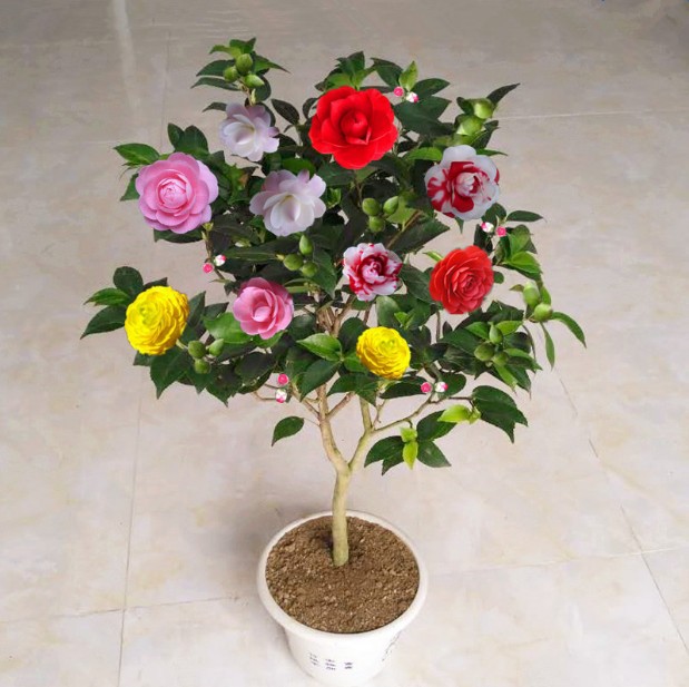 五色赤丹茶花苗带花苞一树多色绿植花卉盆栽阳台客厅庭院植物大型