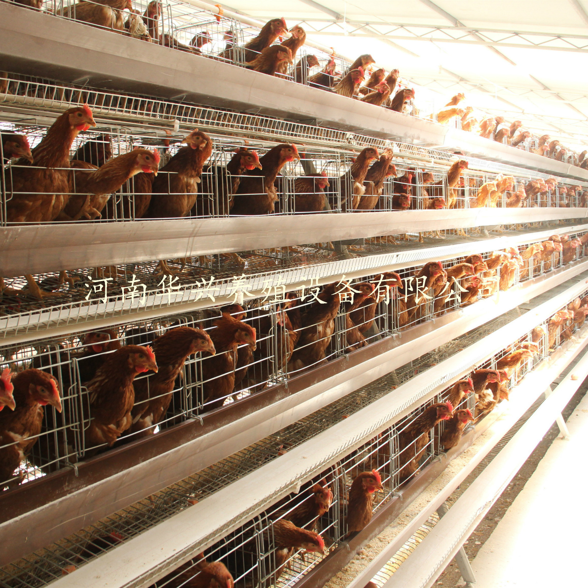 自动化设备_河南华兴立式育雏笼小鸡笼子厂家直销自动化养殖设备专业