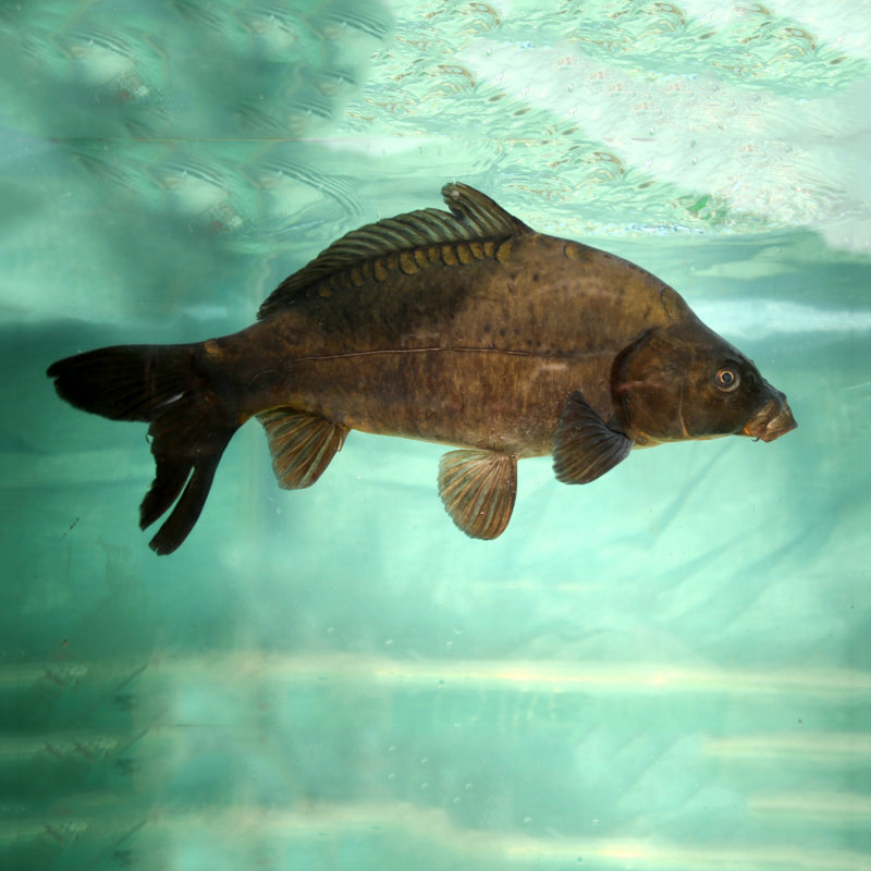 清江裸斑鱼 野生淡水鲫鱼 湖北鲜活水产养殖场 批发