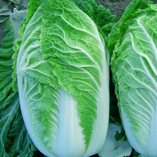优种网批发 宝春大白菜种子10克 基地大棚有机蔬菜菜籽种子公司